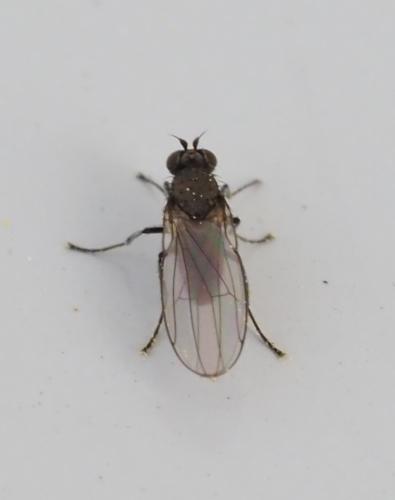 Réf. 251 246 : Hydrellia sp.